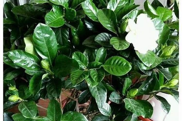 土地不肥沃种植栀子花怎么养