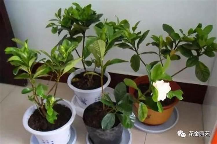 菠菜应该怎么养殖 菠菜的需肥特性