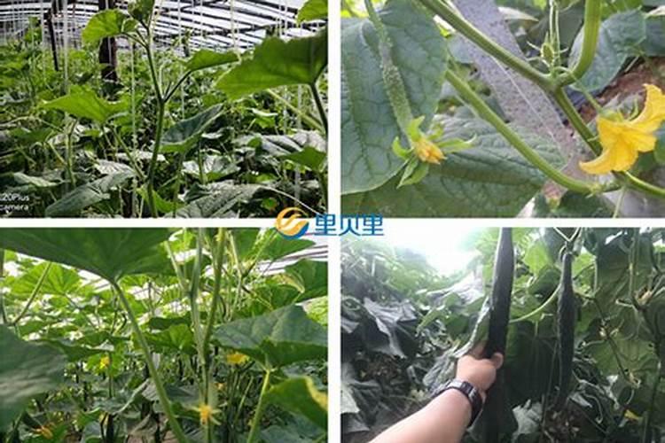高钾大量元素水溶肥哪个牌子的比较好,