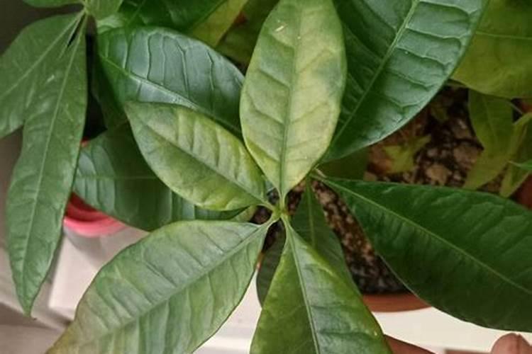 什么植物叶面肥变绿最快
