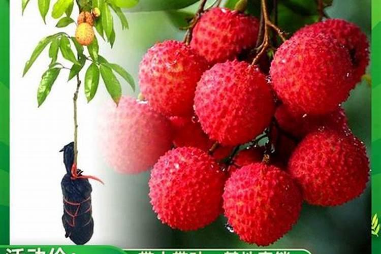 荔枝施肥时期以及方法？