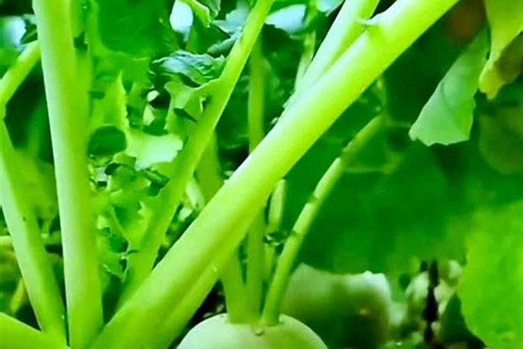 种菜的土需要施肥吗？