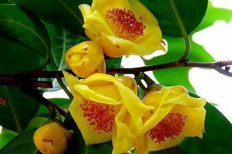 茶花施什么肥最好