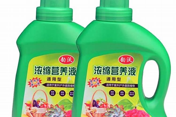 冬季龙眼树修枝怎么修？