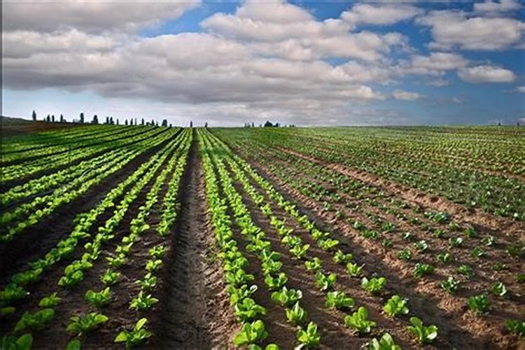 红糖水可以浇蔬菜吗？