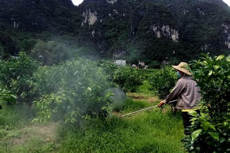 磷酸二氢钾可是个好东西,如何使用效果好？