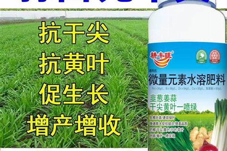 哈密瓜最合适的施肥时间 哈密瓜什么时候施肥