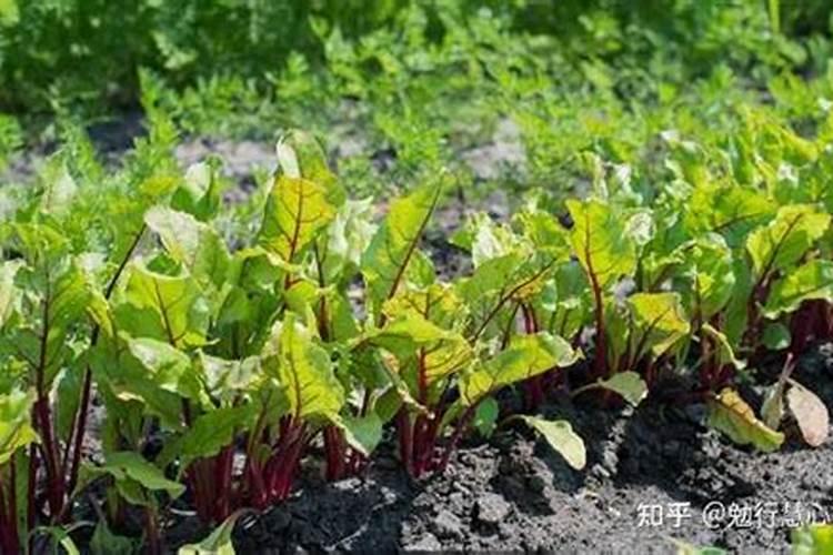 甜菜在什么时候喷叶面肥