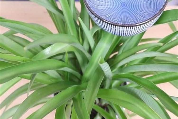 绿萝施什么肥料最好