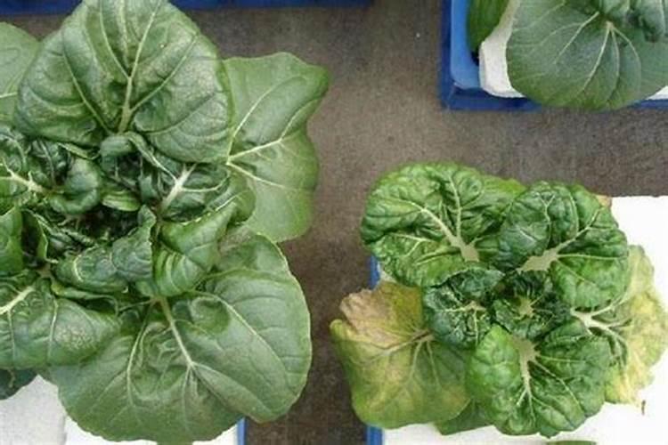 请问白菜种类中,哪种白菜营养价值高？