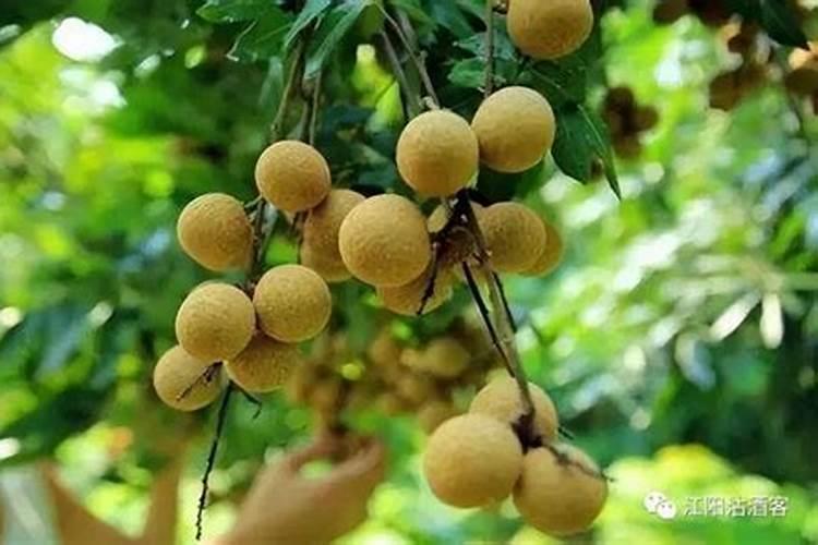 草莓怎么浇水方法