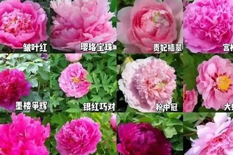 牡丹萌芽了什么时候施肥,用什么肥
