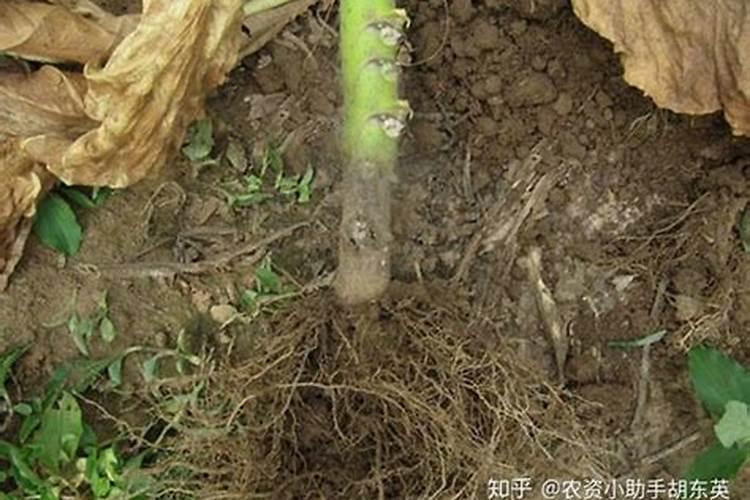 钾肥过量如何
