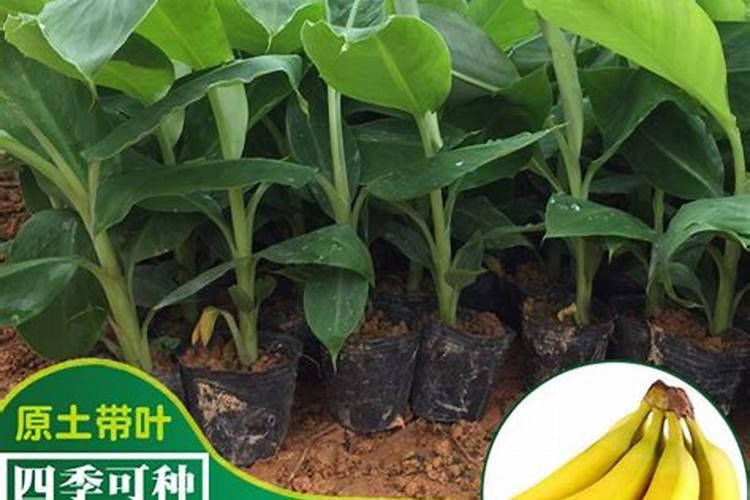 中国水溶肥的前十名中国十大水溶肥排名