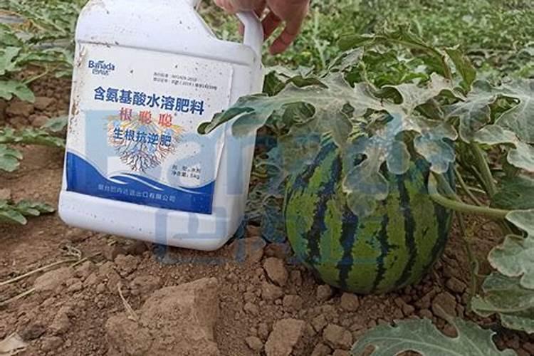 香瓜,西瓜怎么种植收成好。比如出苗怎施肥,什么时候打药。等等百度知 ...