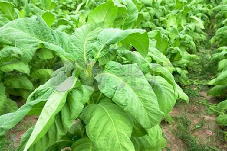 烟草缺素是什么原因？种植户该怎么预防和治理？