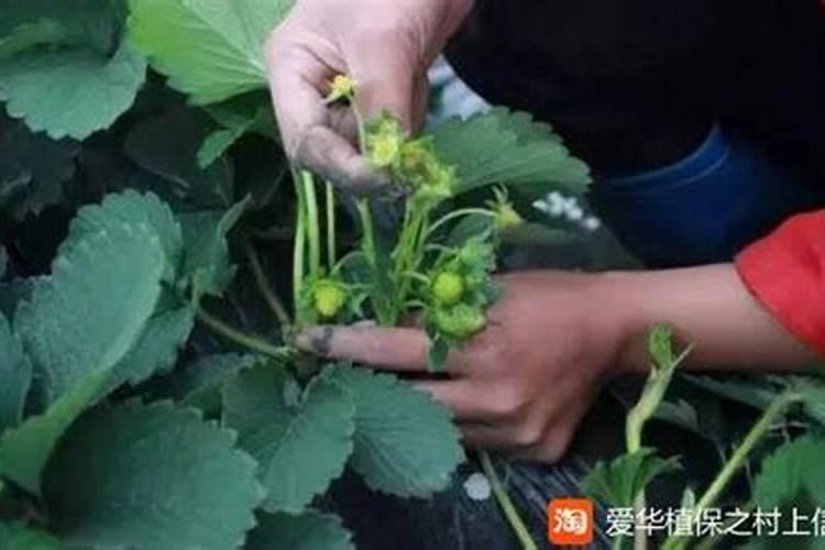 草莓结果后怎么养护
