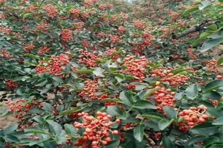 花椒树什么时候可以喷施叶面肥？