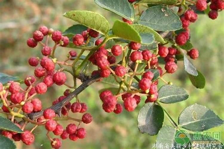 花椒花期用什么叶面肥