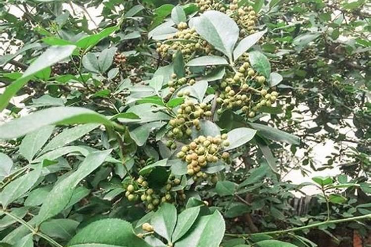 花椒青果期预防落果喷施什么农药？