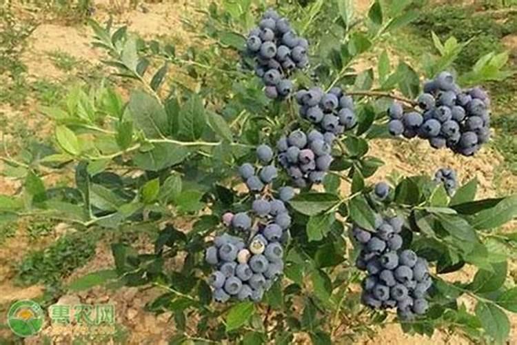 蓝莓施肥用什么肥料最好 种蓝莓用肥正确长得快