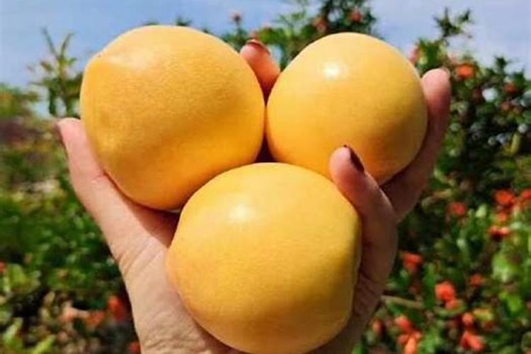 桃树摘完了桃子还要施肥吗