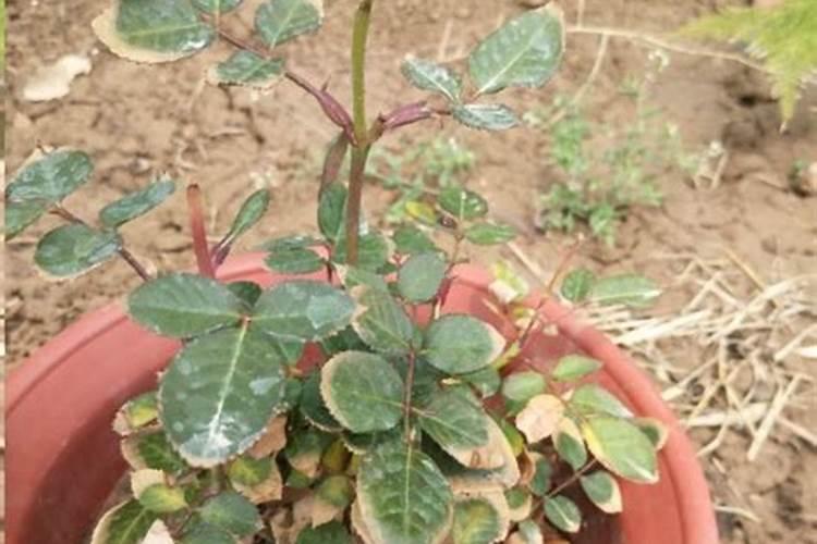 葡萄开花前施什么肥料最好