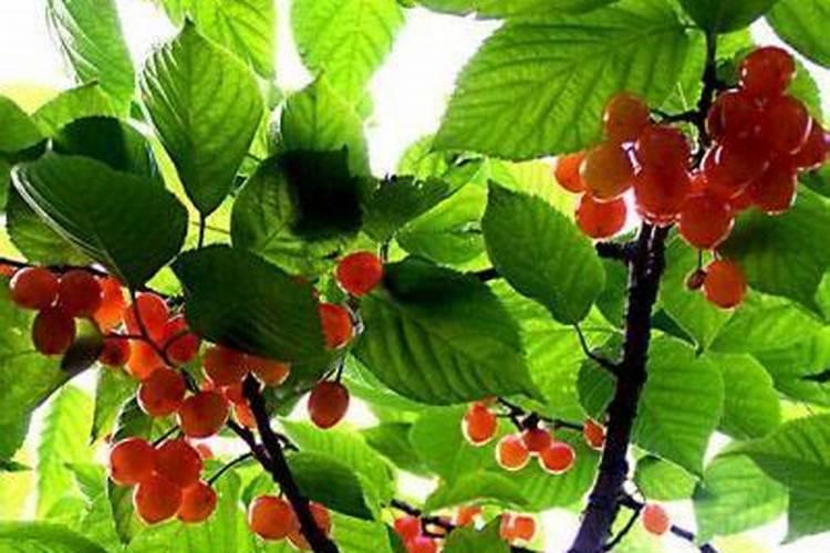 铜钱草浇什么肥最好