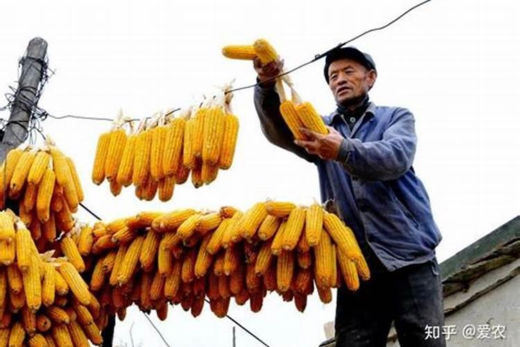 农大肥业腐植酸肥料梨树效果怎么样
