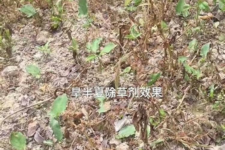 农博金草苍术如何种植？有哪些需要注意的？