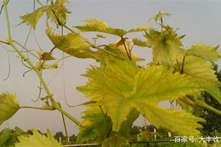葡萄树叶子发黄是什么原因,是缺什么