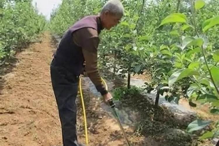 蓝莓都在什么时间段使用硼肥？