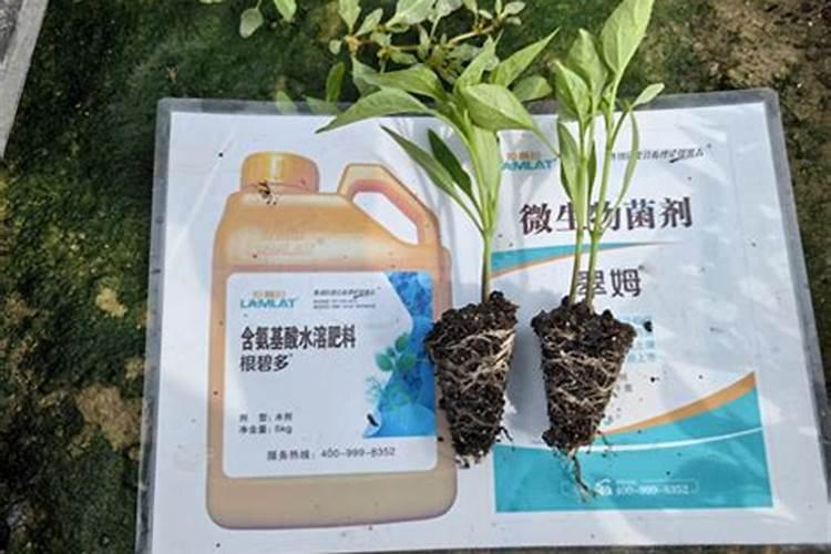 红薯地三亩冲多少化肥