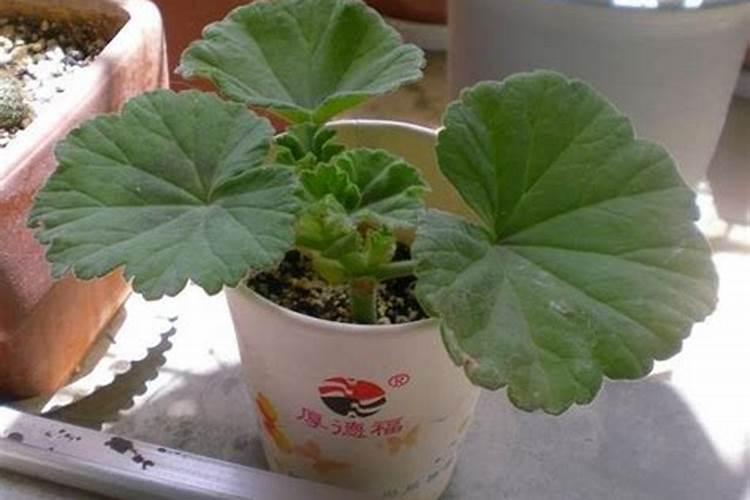 天竺葵怎么养开花多