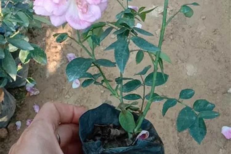 月季有机肥要多久施肥 月季有机肥施肥时间是多久？