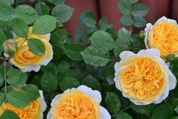 月季花小苗怎么施肥