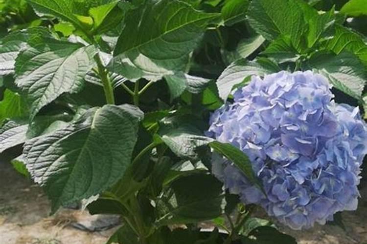 桂花树专用肥有哪些 施肥注意事项