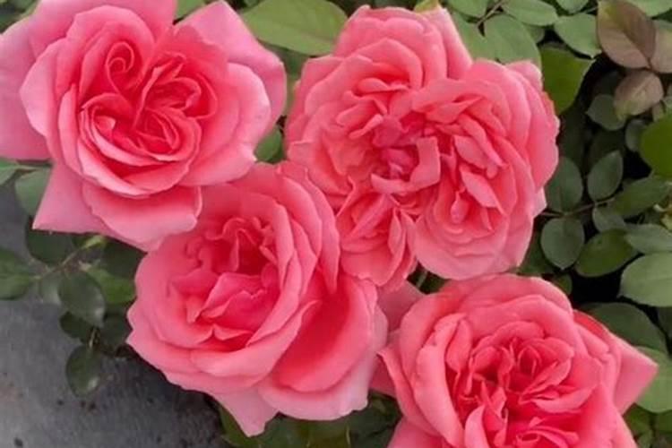 月季花可以用磷酸二氢钾肥吗(月季适合施什么肥料长得好)