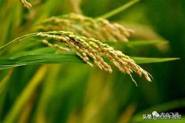 茄子彭果期喷施什么叶面肥好