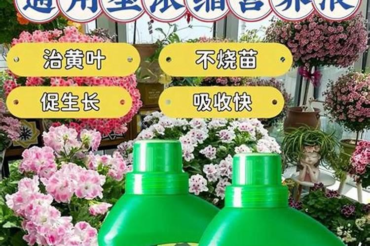 室内养花,有6个“禁忌”,犯1个也活不久,看你中了几个？