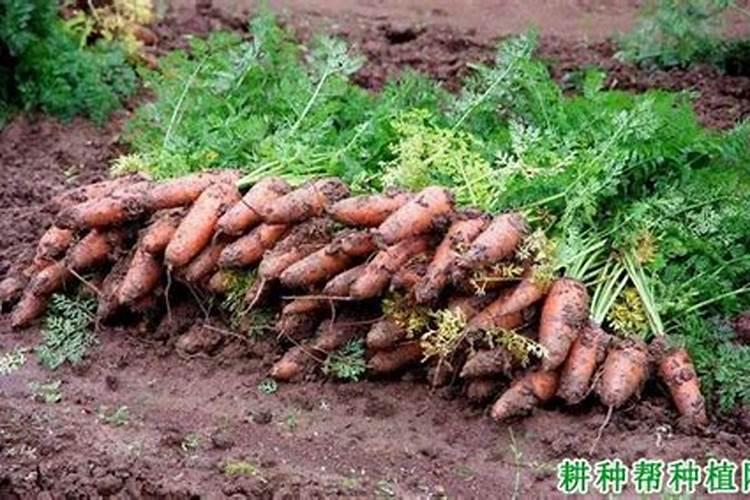 胡萝卜黑腐病如何防治