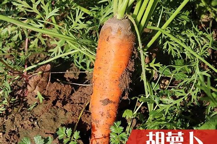 二甲4氯二甲胺盐打什么作物