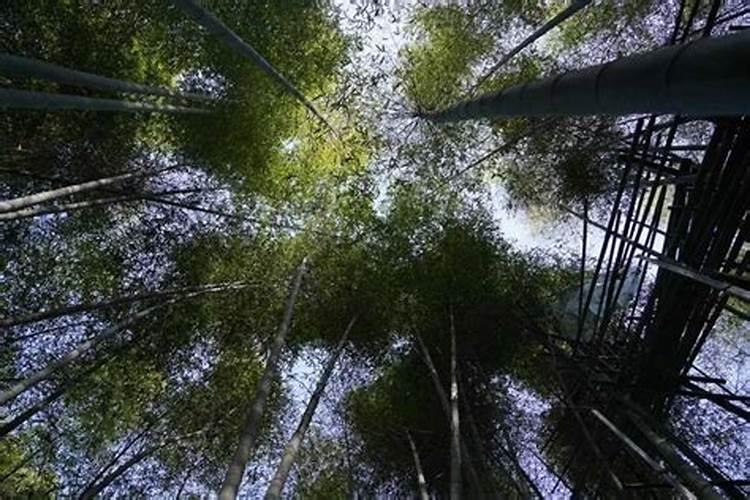 摘完桃子后桃树怎么管理(桃树摘果后喷药施肥管理技术)