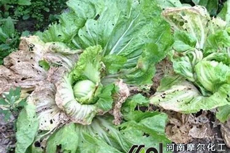 水里养的绿萝需要加营养液吗？