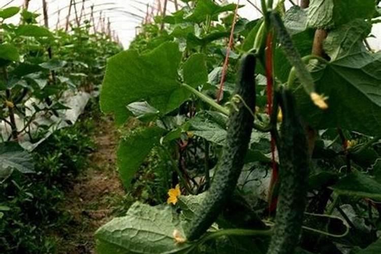 柑橘专用叶面肥 果树叶面肥哪家好 柑橘用什么叶面肥效果好