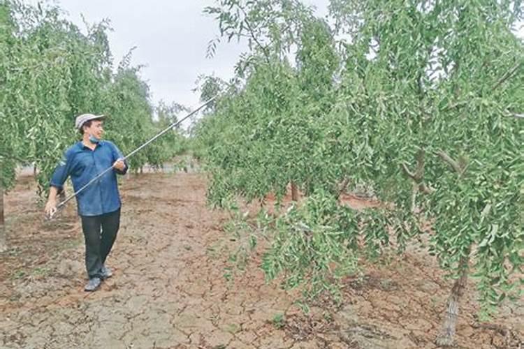 枣树什么时候施肥最好 枣树的施肥时间