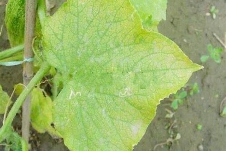 黄瓜叶子小苗就黄了是什么病