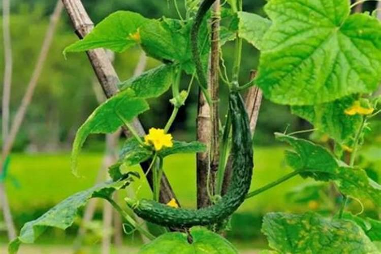黄瓜苗叶子黄了是什么原因