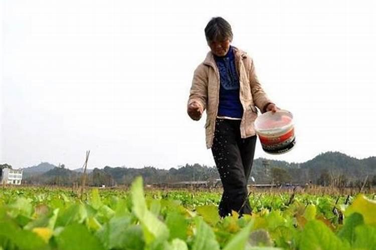 水溶肥价格都不一样,效果一样吗？