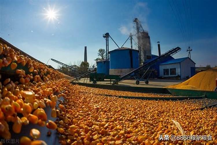 家里种植的西红柿、黄瓜老会出现烂根,死棵是啥原因？有什么解决办法吗...